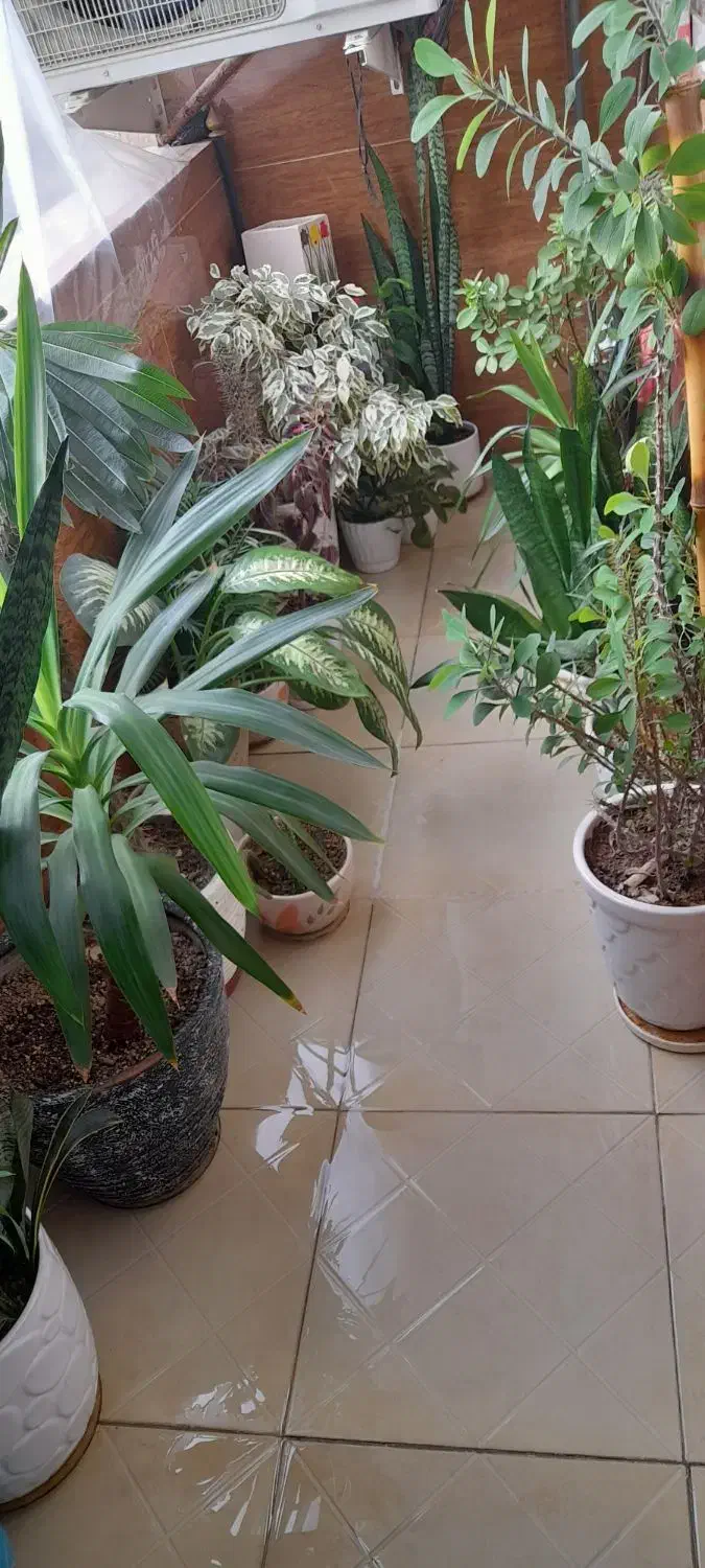 تعدادی گل طبیعی بفرش میرسدمناسب روزمادر وروز زن|گل و گیاه طبیعی|کرج, حصارک بالا|دیوار