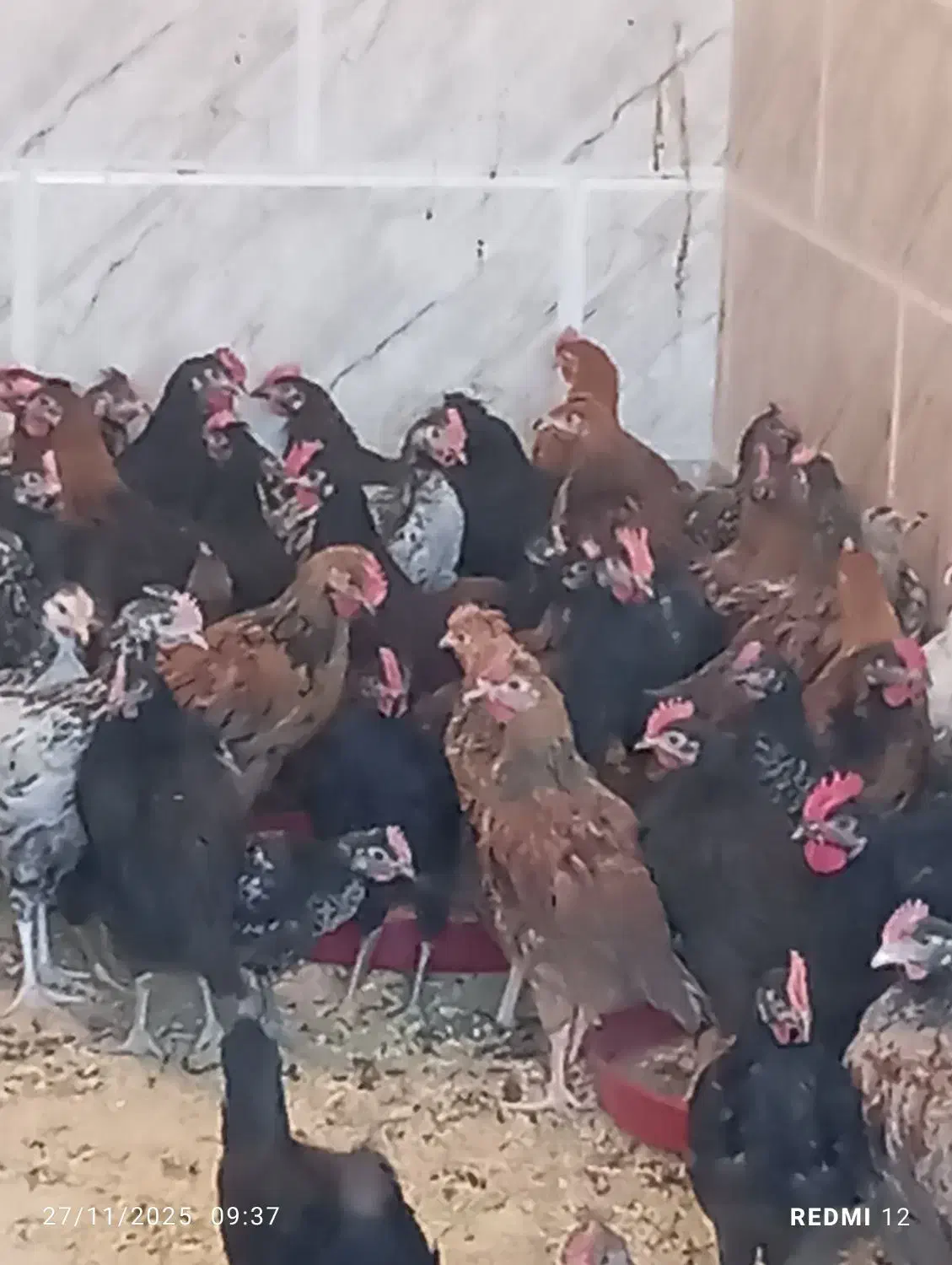 بزرگ ترین حراج جوجه مرغ خروس در شیراز  ارسال رایگا|حیوانات مزرعه|شیراز, قلعه نو|دیوار