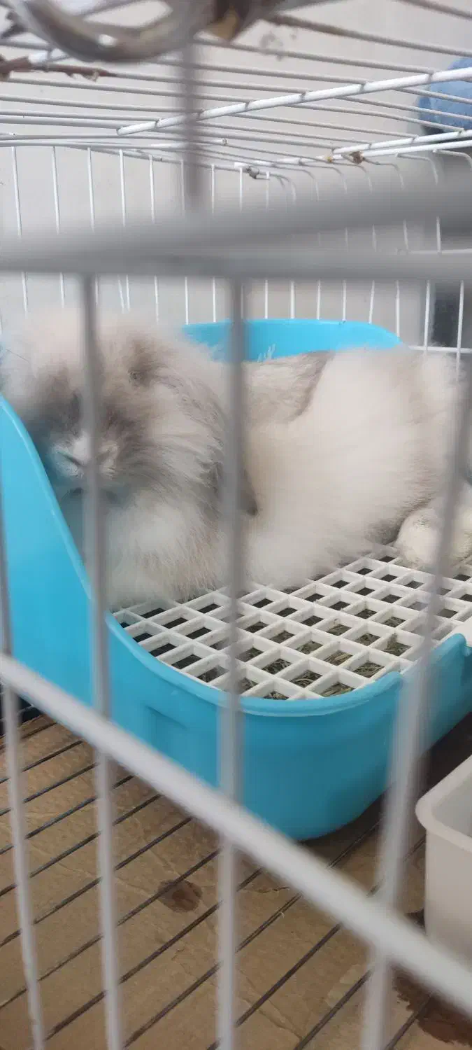 خرگوش لپی|موش و خرگوش|بوشهر, |دیوار