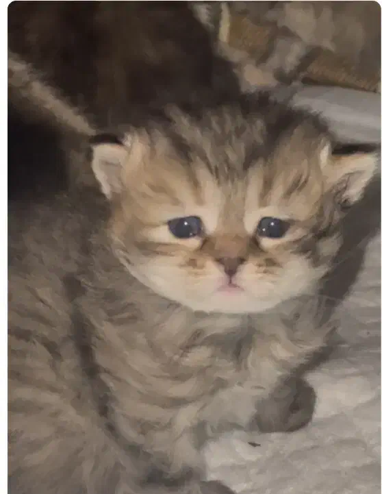 بریتیش ماده|گربه|شیراز, فرهنگ شهر|دیوار