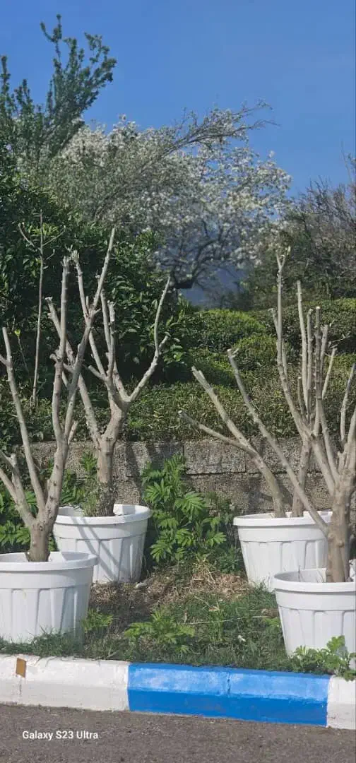 حراج نهال زیتون|خدمات باغبانی و درختکاری|قشم, |دیوار