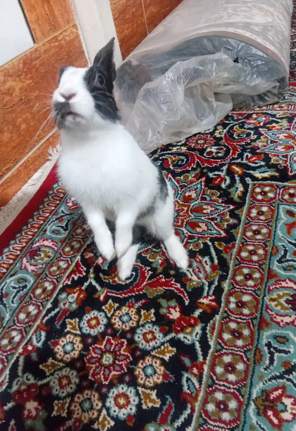 بچه خرگوش|موش و خرگوش|بروجرد, |دیوار