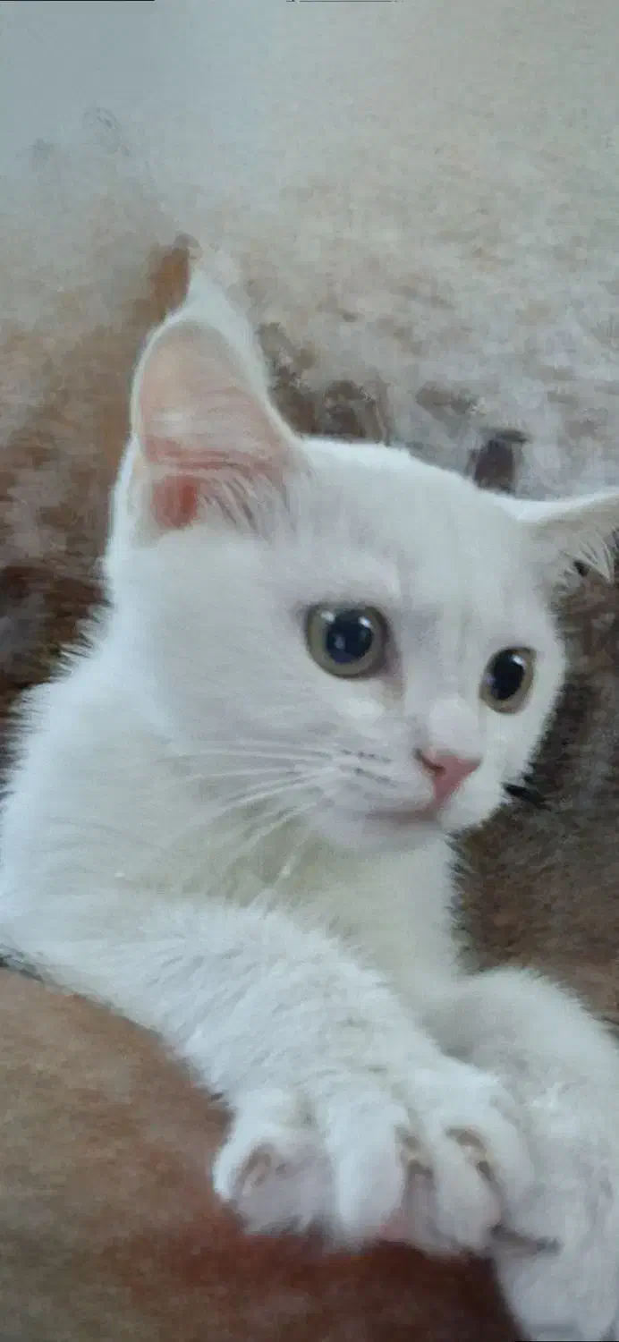 گربه ماده یک دست سفید|گربه|لاهیجان, رجایی|دیوار