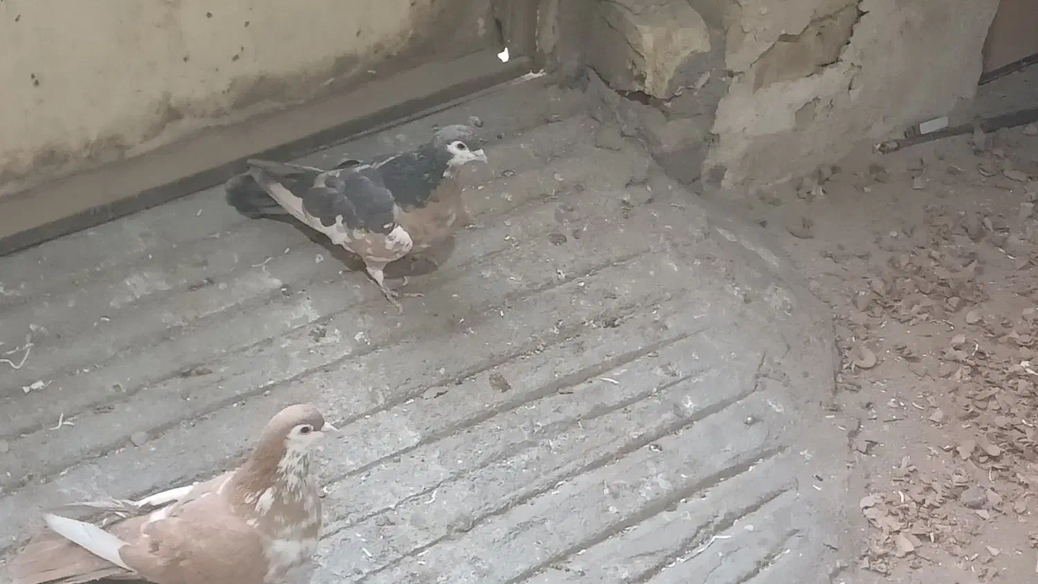 چپ دم رنگی|پرنده|بجنورد, |دیوار