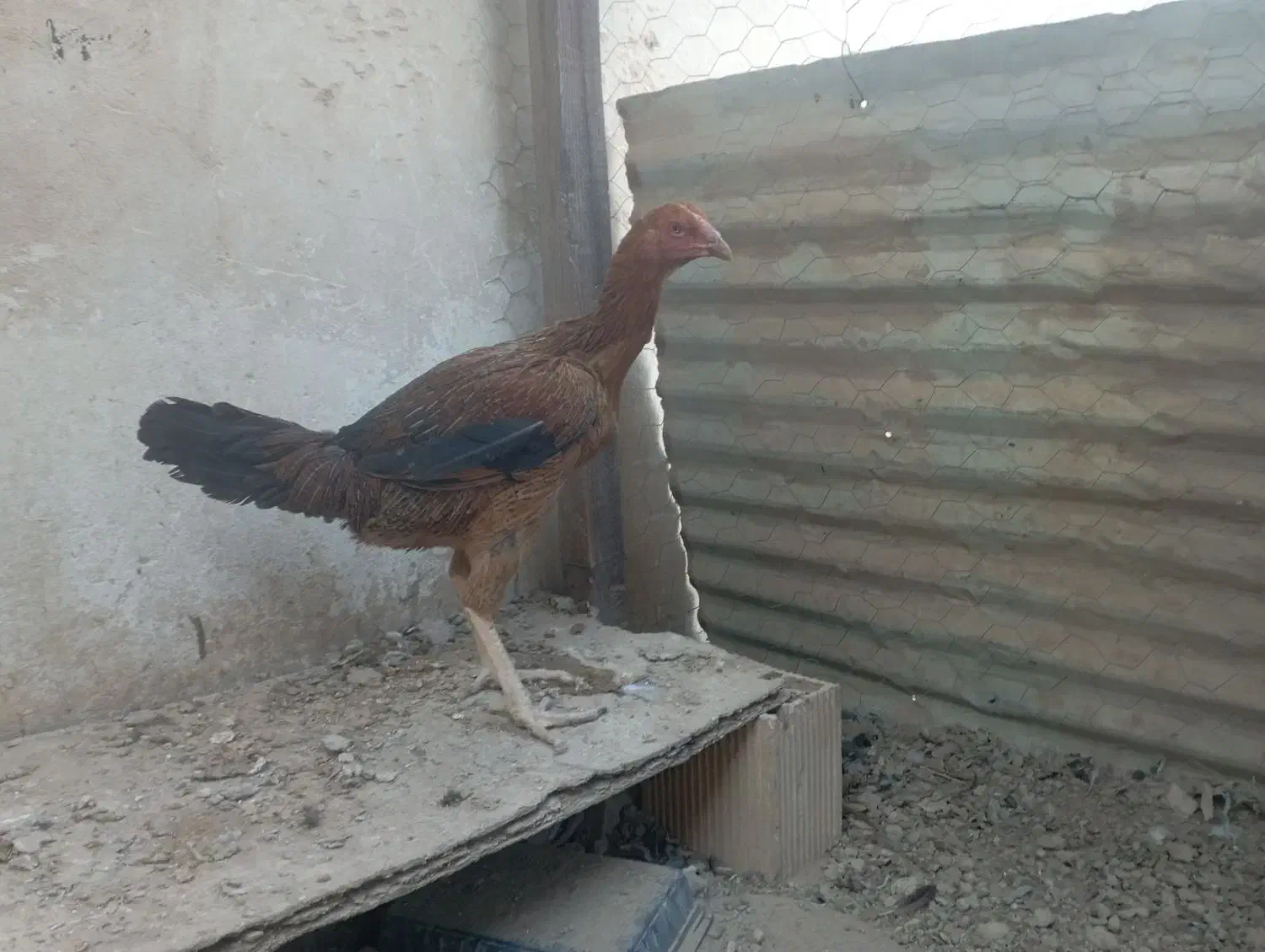 مرغ لاری|حیوانات مزرعه|برخوار, |دیوار