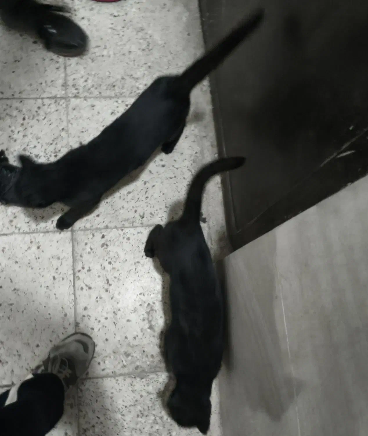 گربه / گربه سیاه / گربه خانگی|گربه|تویسرکان, |دیوار