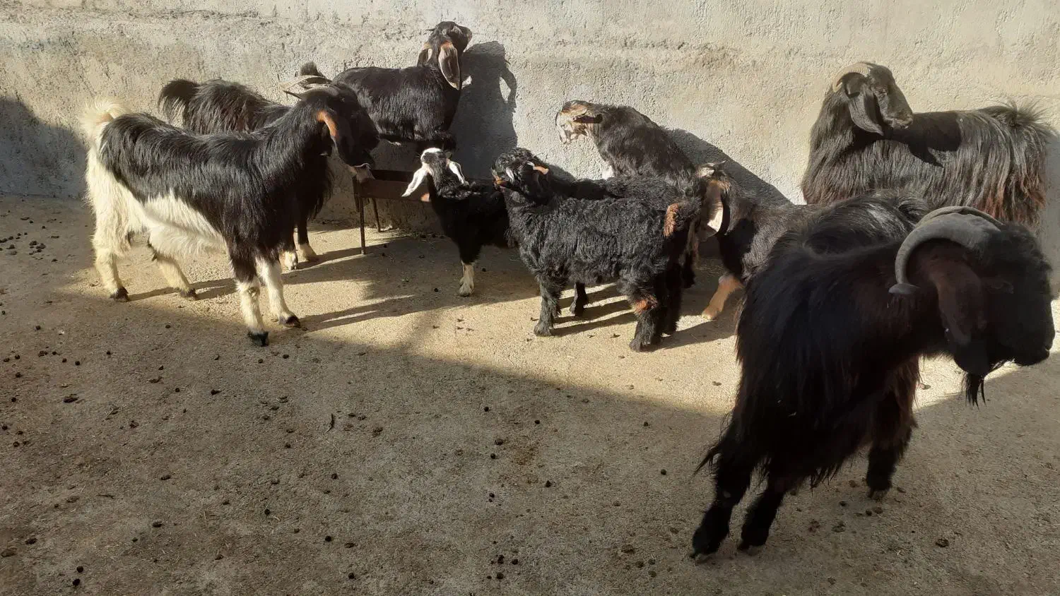 ۳عددگیسکنتقیویکعددساورین|حیوانات مزرعه|سیروان, |دیوار