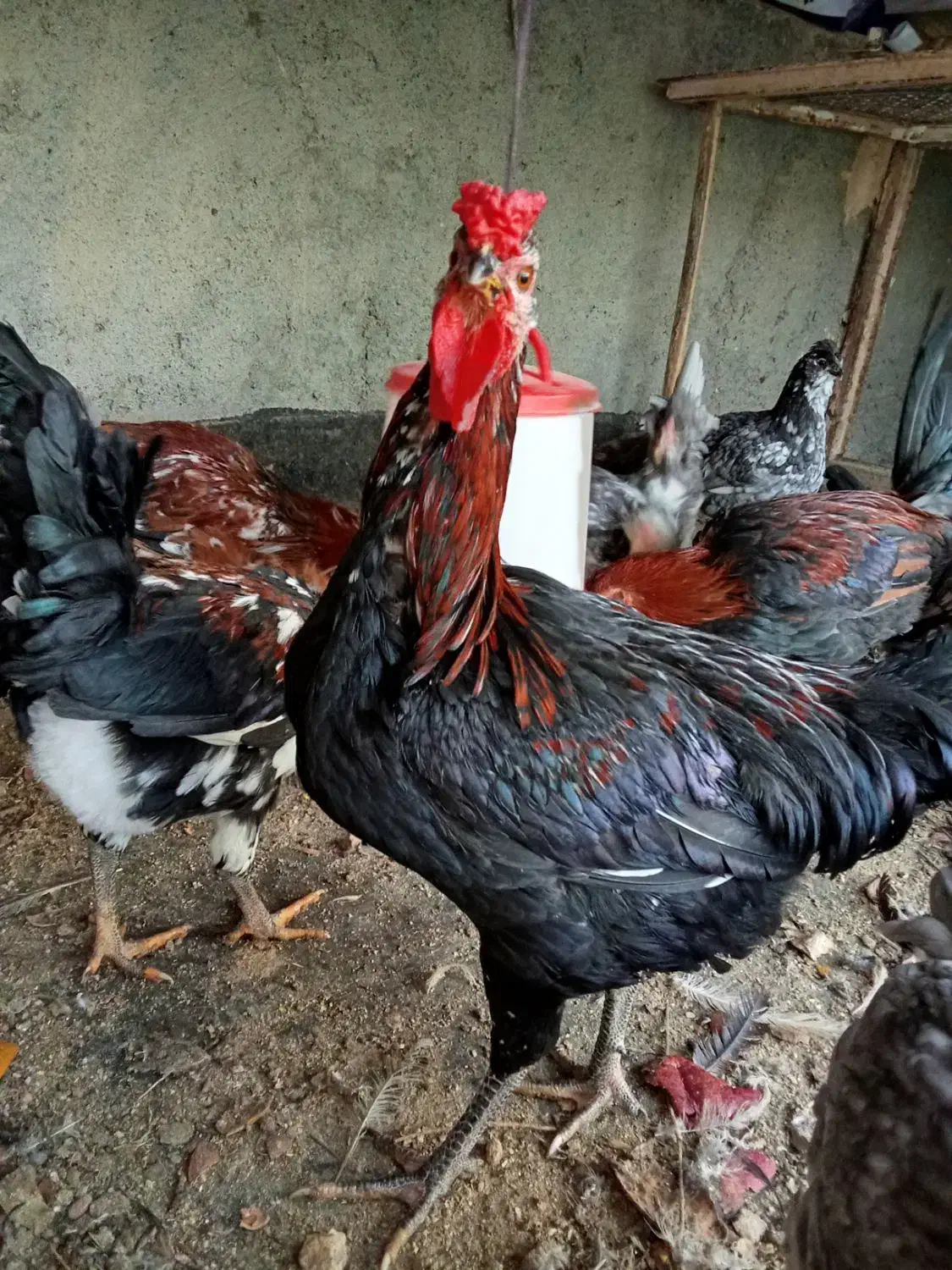 مرغ وخروس گلین اصل،چهل تاج،طوسی،ریش و کاکل فول|حیوانات مزرعه|طرقبه, |دیوار