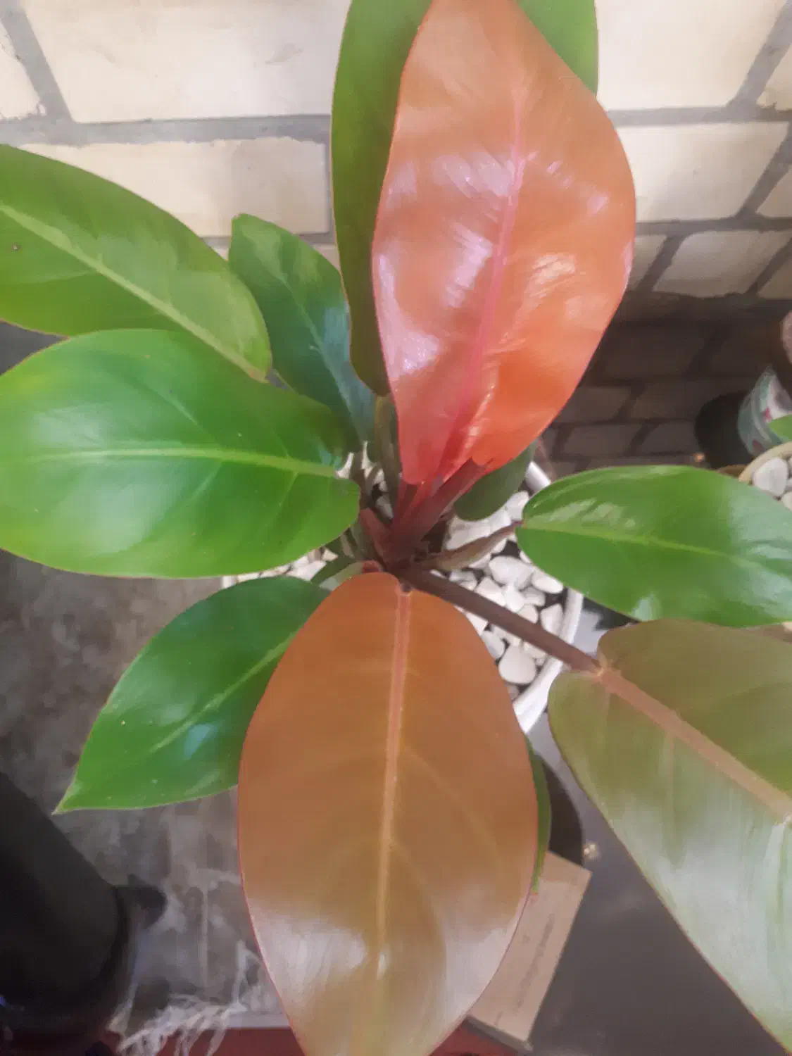 گل فیلودندرون شاهزاده|گل و گیاه طبیعی|پردیس, فاز ۱|دیوار