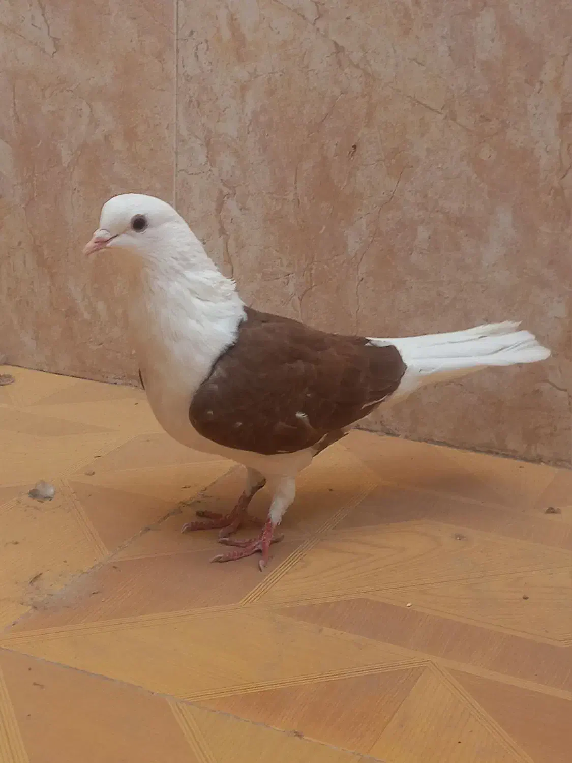 کفتر پشت سرخ|پرنده|طبس, |دیوار