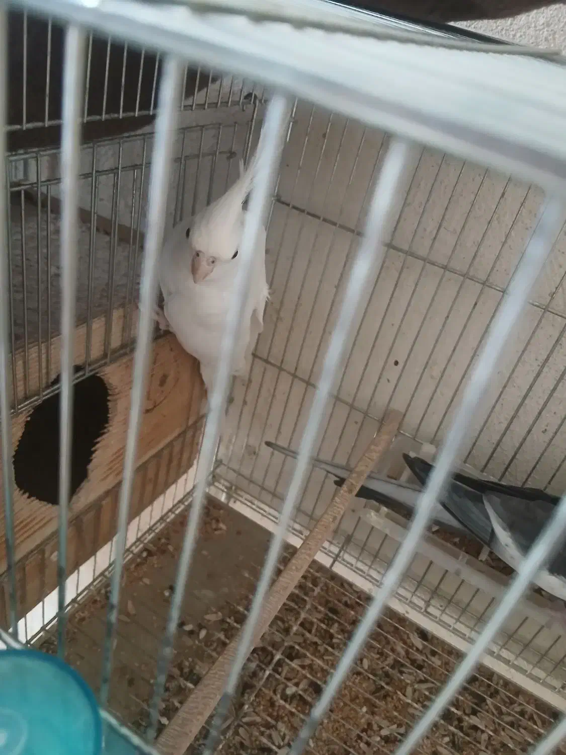 عروس مولدآلبینوسفیدباوایت فیس|پرنده|رشت, شهرک صبا|دیوار