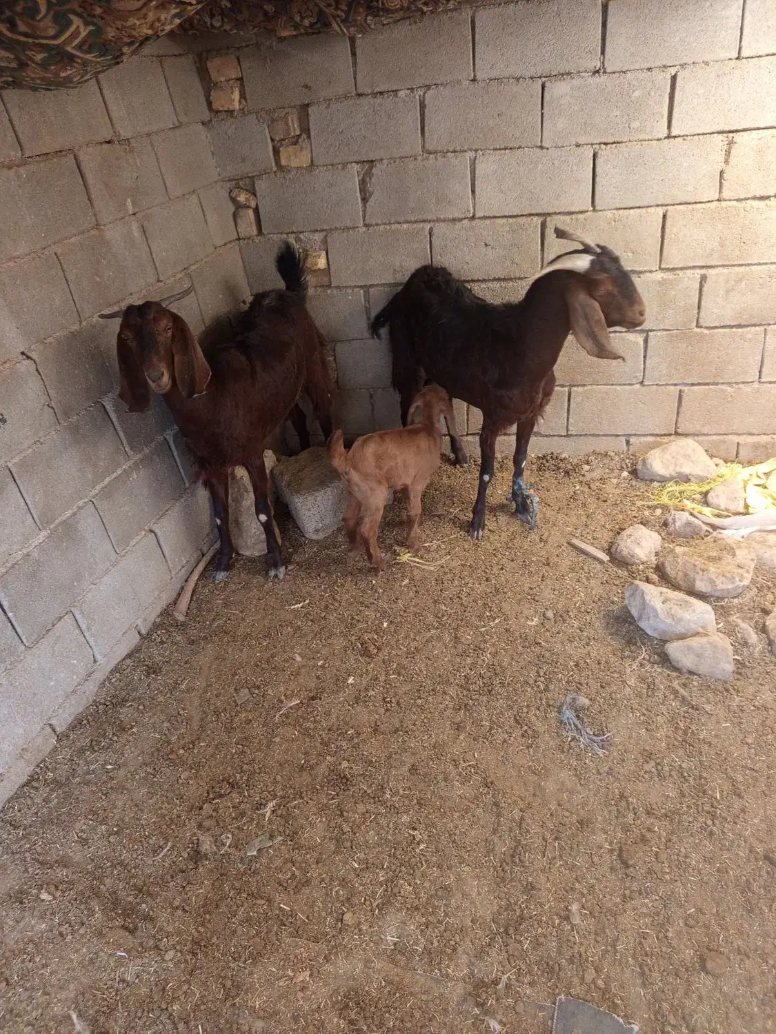 فروش بر کهره|حیوانات مزرعه|فسارود, |دیوار