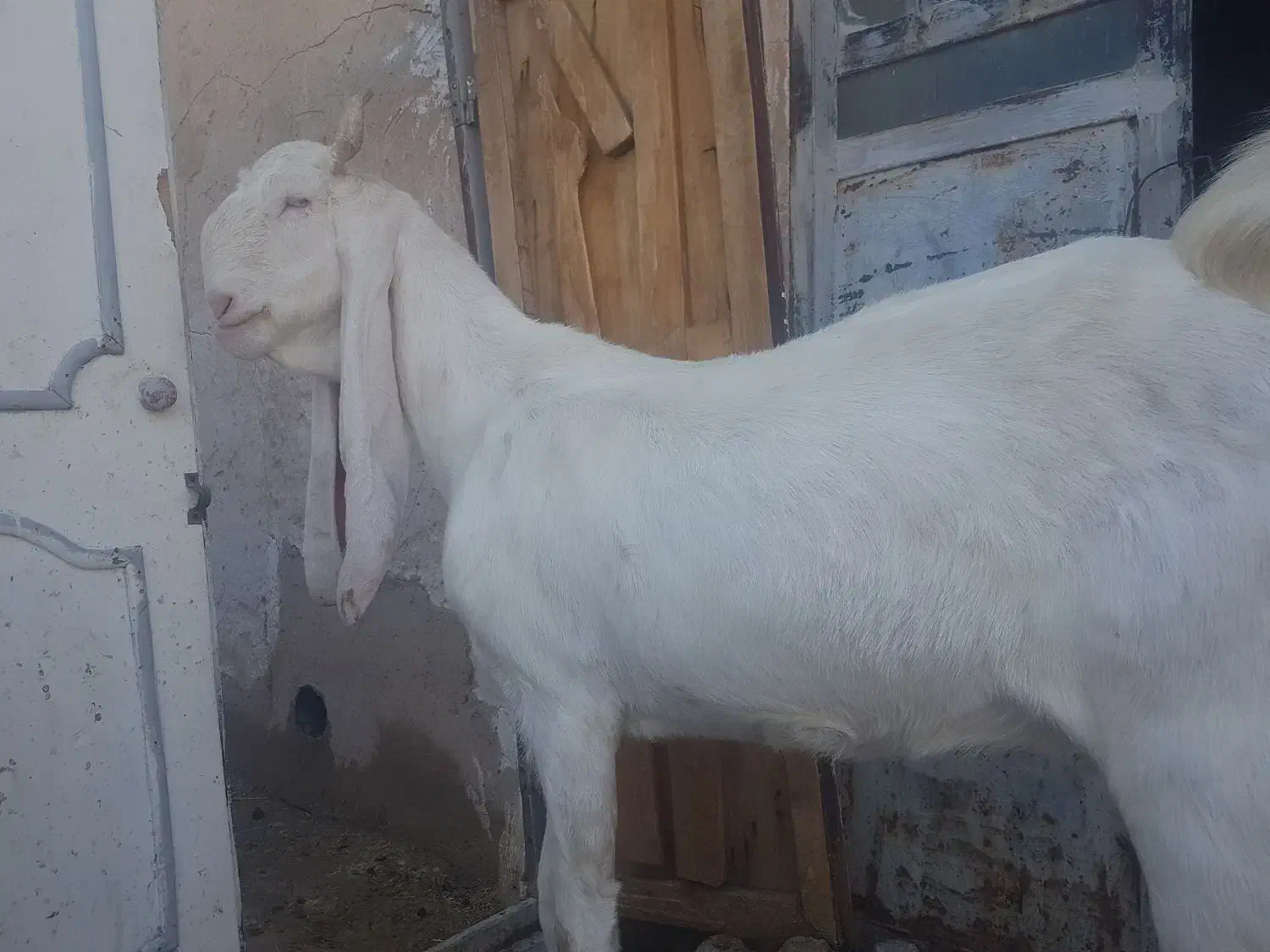 بز گلابی|حیوانات مزرعه|خنج, |دیوار