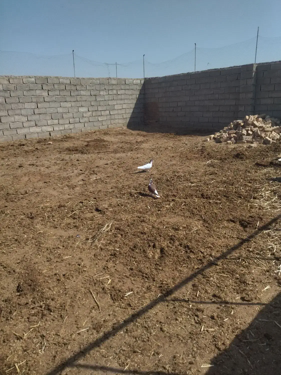 کبوتر|پرنده|میان جلگه, |دیوار