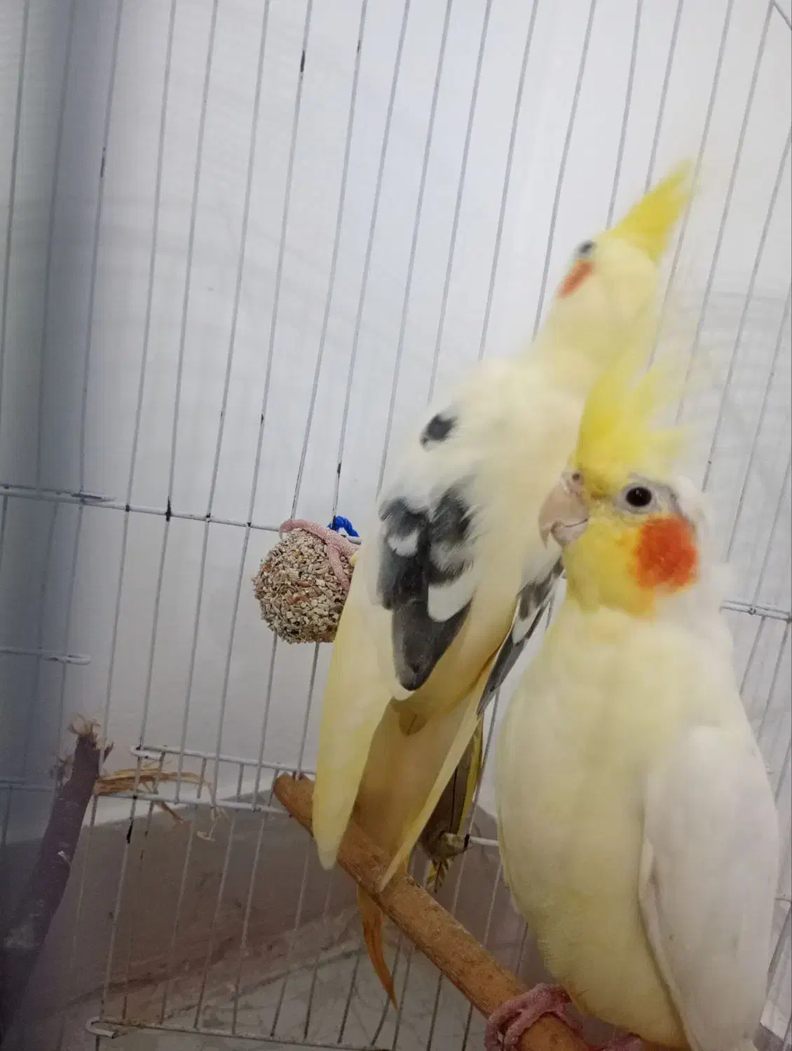 طوطی عروس هلندی جفت|پرنده|رشت, باهنر|دیوار