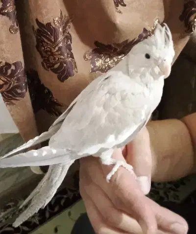 دو عدد عروس هلندی دستی|پرنده|شاهینشهر, فیض|دیوار