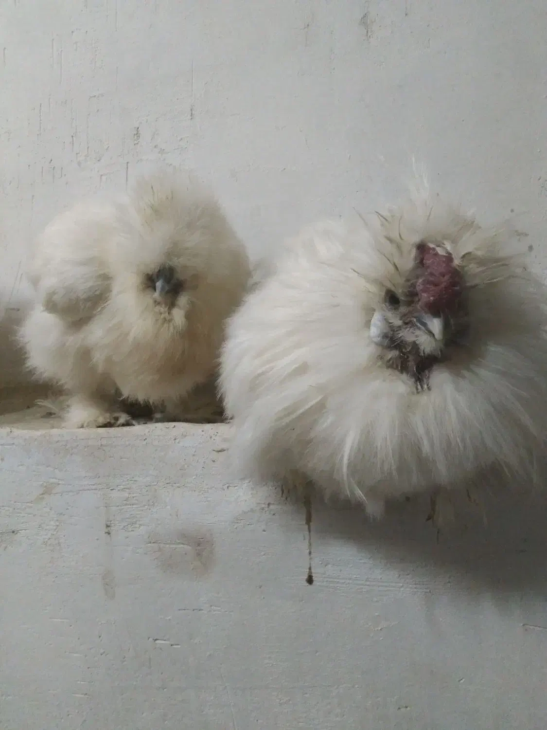 جوجه تزینی|حیوانات مزرعه|خمینیشهر, |دیوار