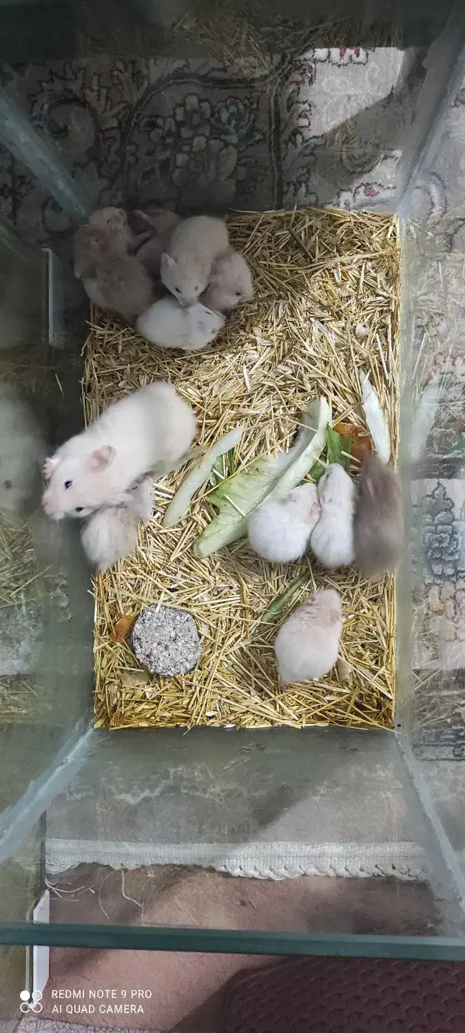 مادر و ۱۱ بچه همستر|موش و خرگوش|سنندج, |دیوار