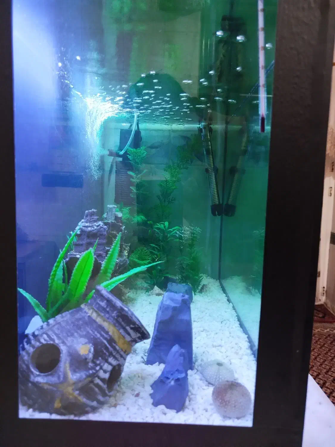 آکواریوم|ماهی|گمیشان, |دیوار