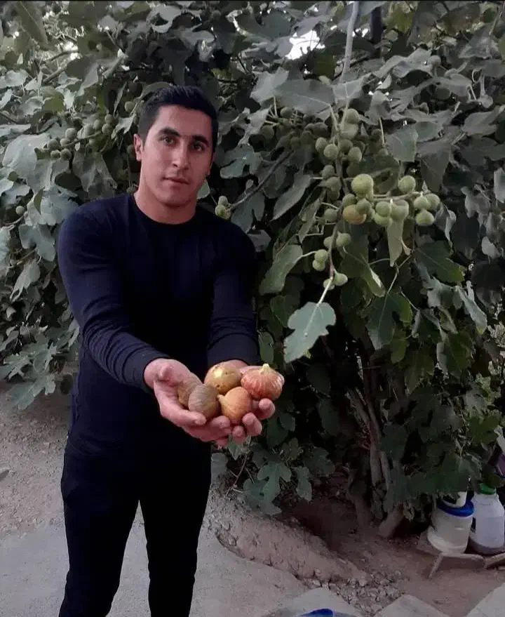 نهال فروشی جعفری|خدمات باغبانی و درختکاری|سردشت, |دیوار