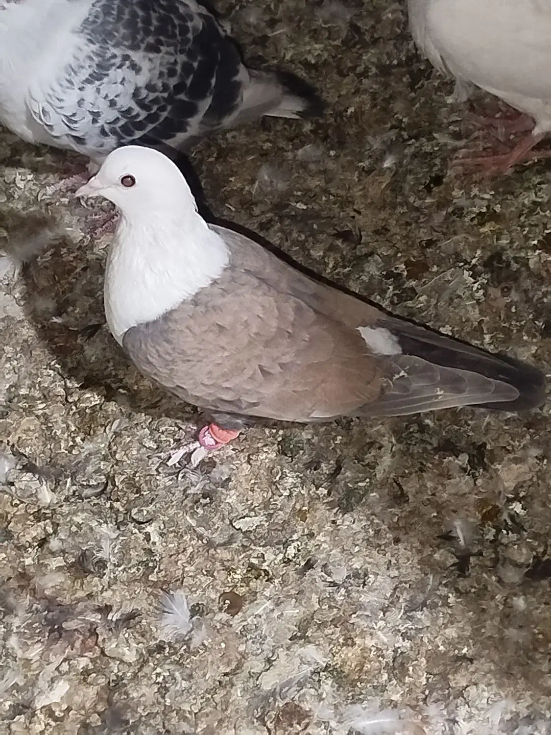 شازده وکربلایی جفت نرهم پرشی هم جوجه کشی تظمینی|پرنده|تربت‌حیدریه, یحیی آباد|دیوار