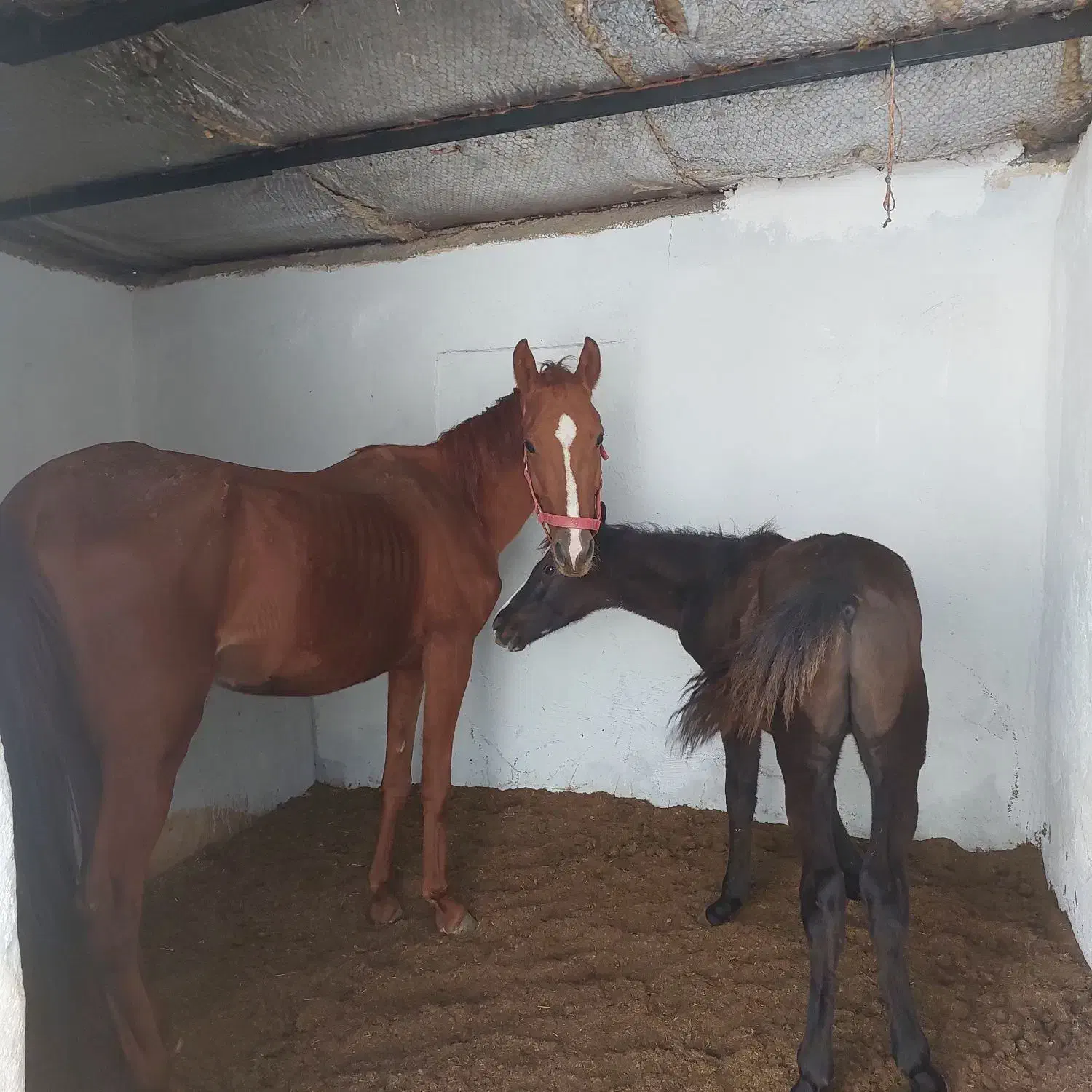 پانسیون و فروش اسب|اسب و تجهیزات اسبسواری|کرج, آتشگاه|دیوار