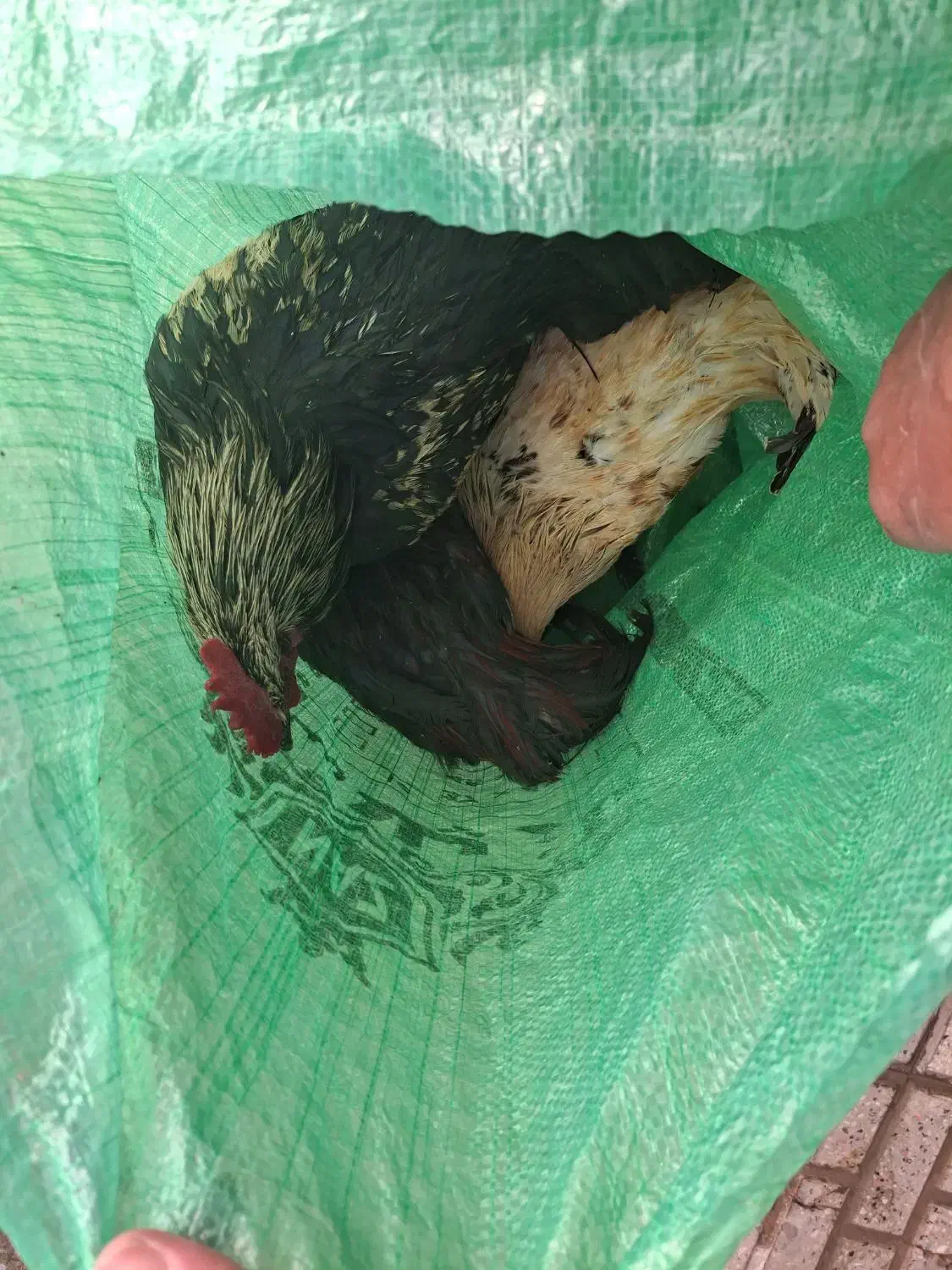 ۲ عدد خروس خانگی دانه ی ۵۵۰ هزار تومان|حیوانات مزرعه|تربتحیدریه, شهرک ولیعصر|دیوار