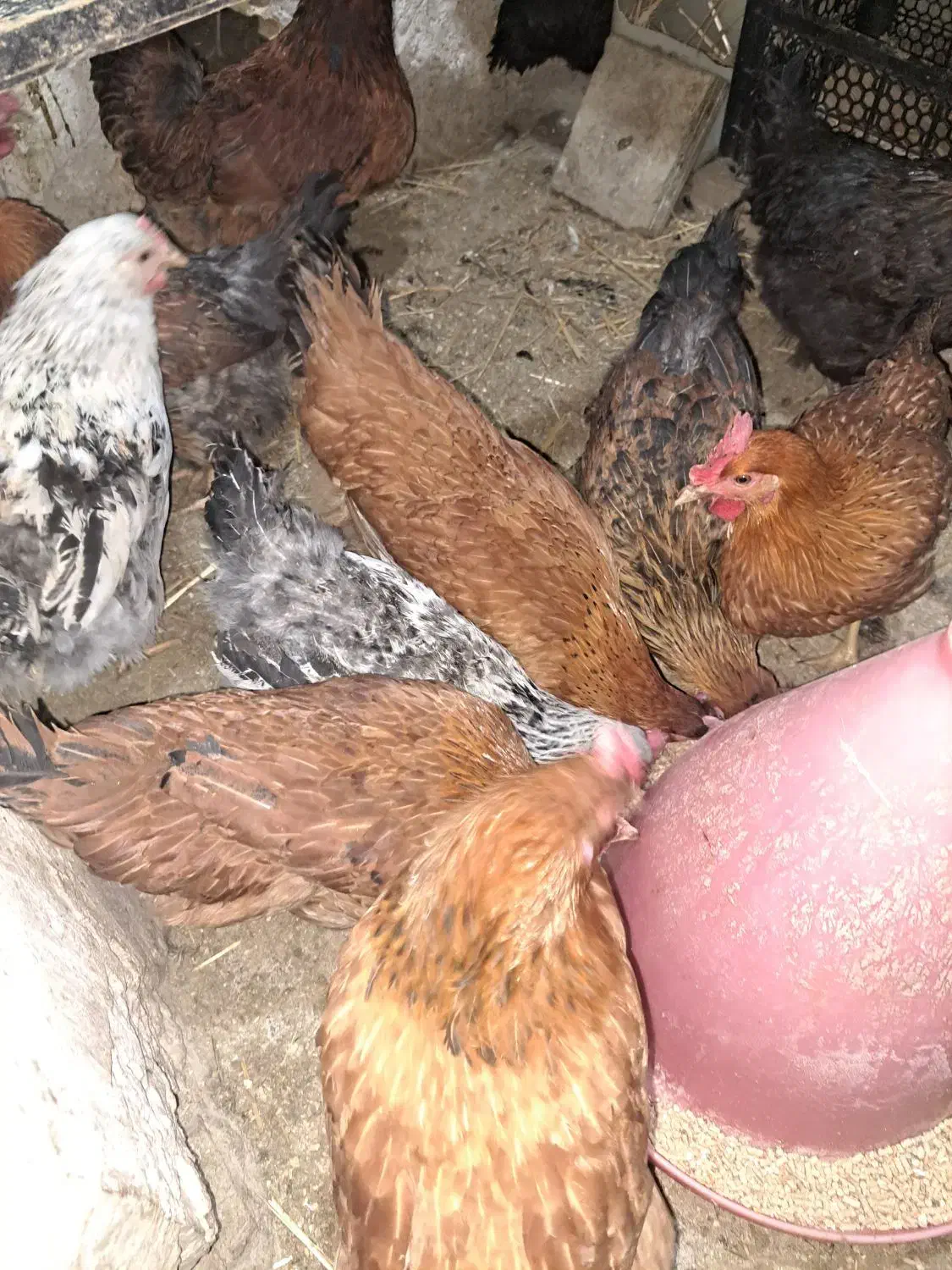 تخم مرغ محلی|خوردنی و آشامیدنی|شهریار, کهنز|دیوار