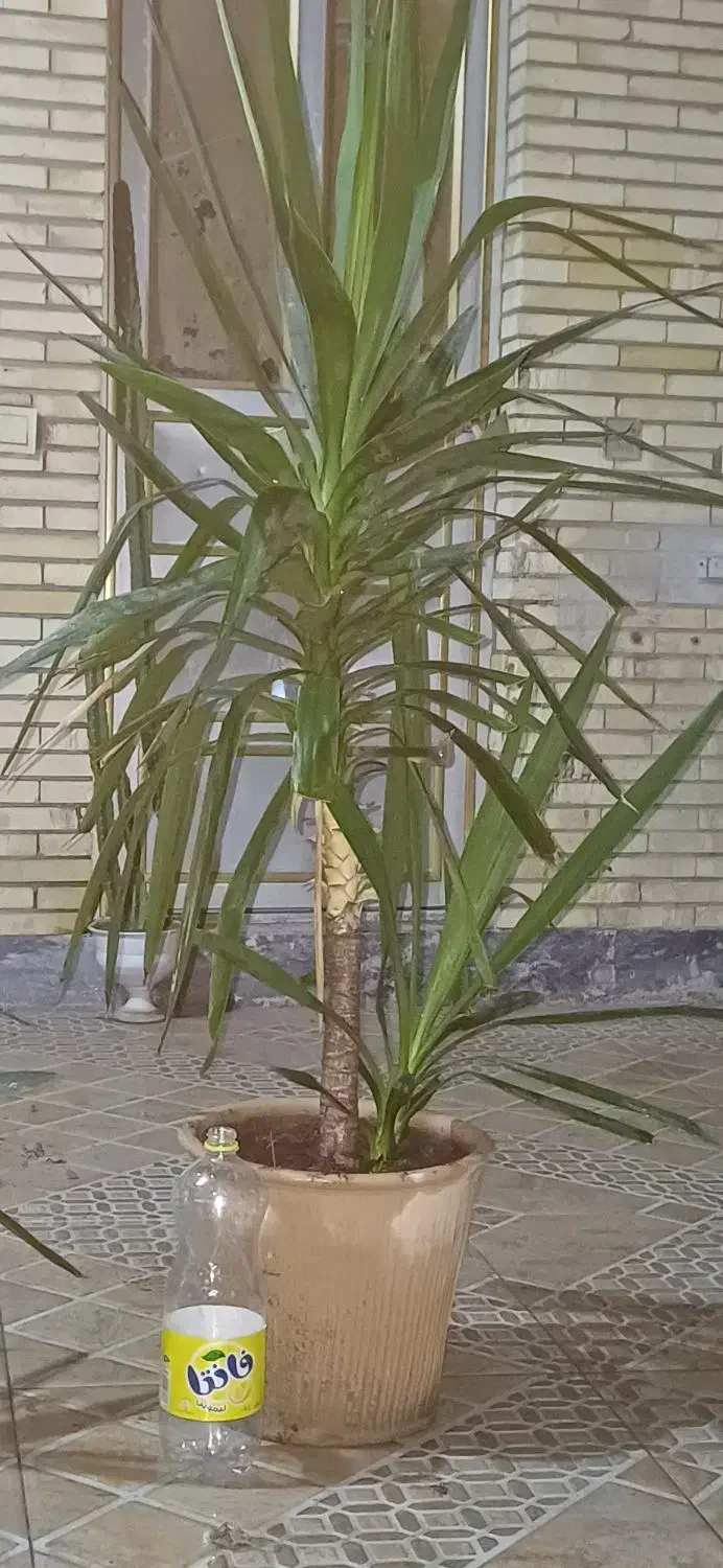 گل یوکا بزرگ -شاخ گوزنی بزرگ|گل و گیاه طبیعی|بندر گناوه, |دیوار