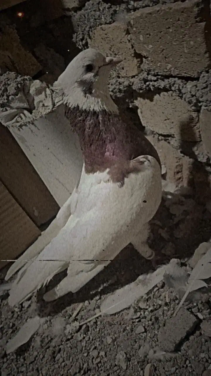 کفتر یا کبوتر طوقی|پرنده|الوند, |دیوار