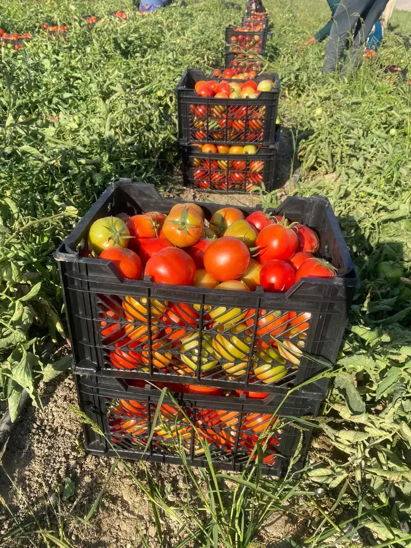 فروش فوق العاده سبد ده کیلویی|عمدهفروشی|ارسنجان, |دیوار