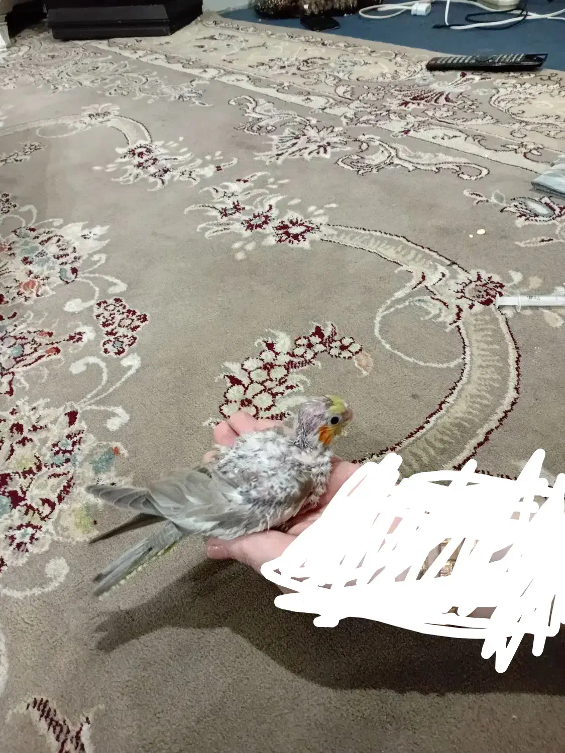 جوجه سرلاکی عروس هلندی آهویی|پرنده|مشهد, کاظم آباد پنجشنبه|دیوار