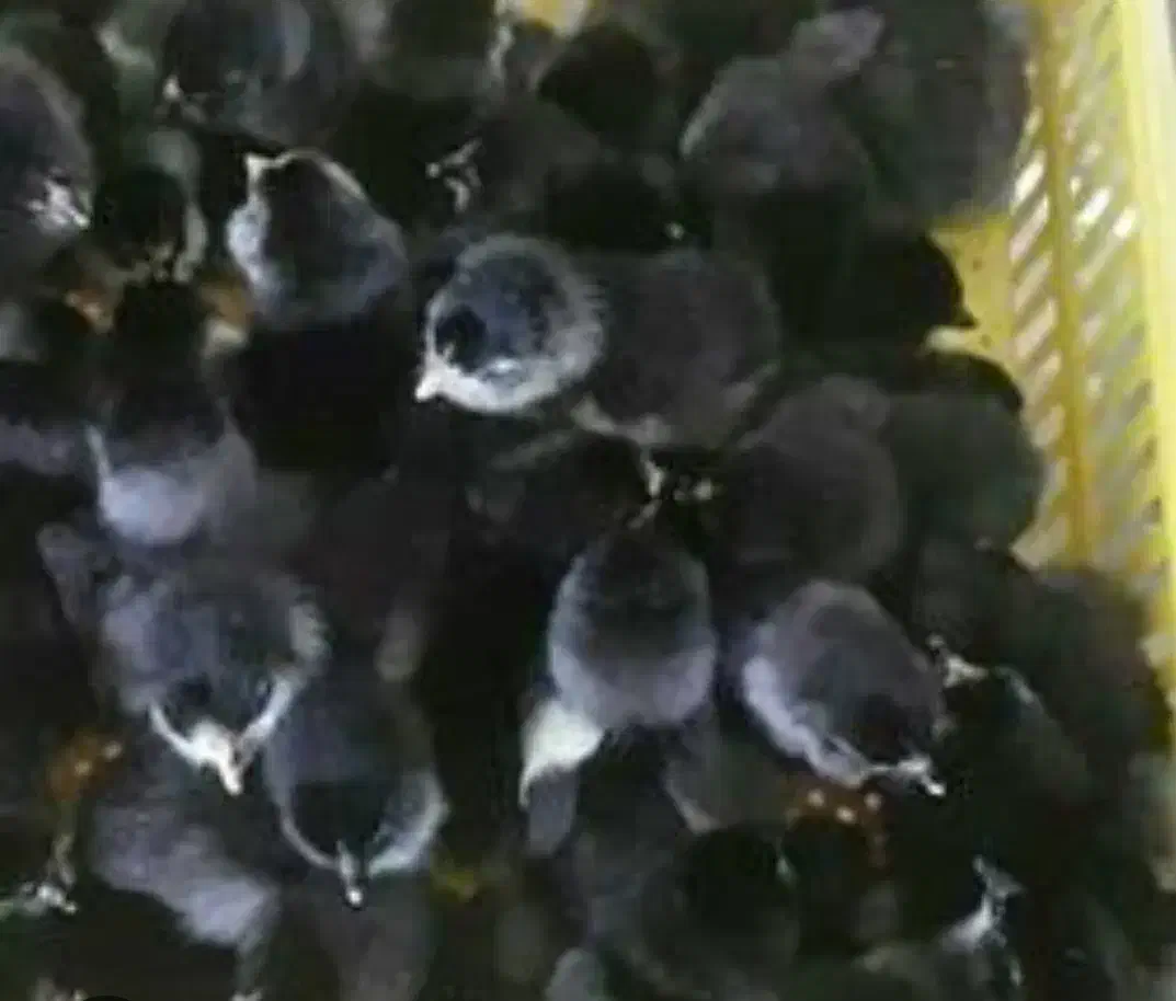 فروش ویژه جوجه ۱تا۵روزه نژادمرندی|حیوانات مزرعه|مشهد, هفده شهریور|دیوار