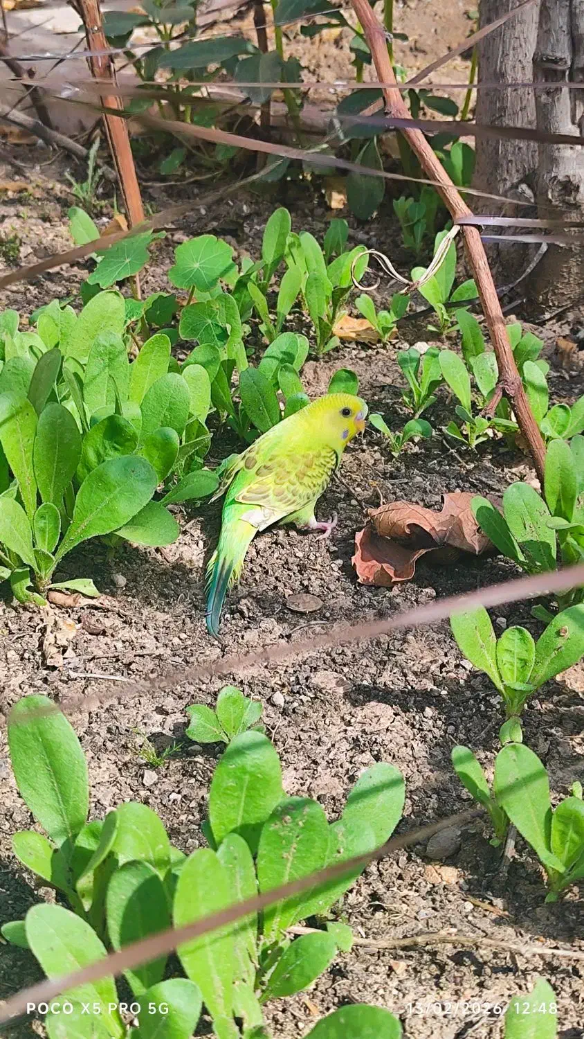 مرغ عشق دستی|پرنده|شیراز, شهرک ترکان|دیوار