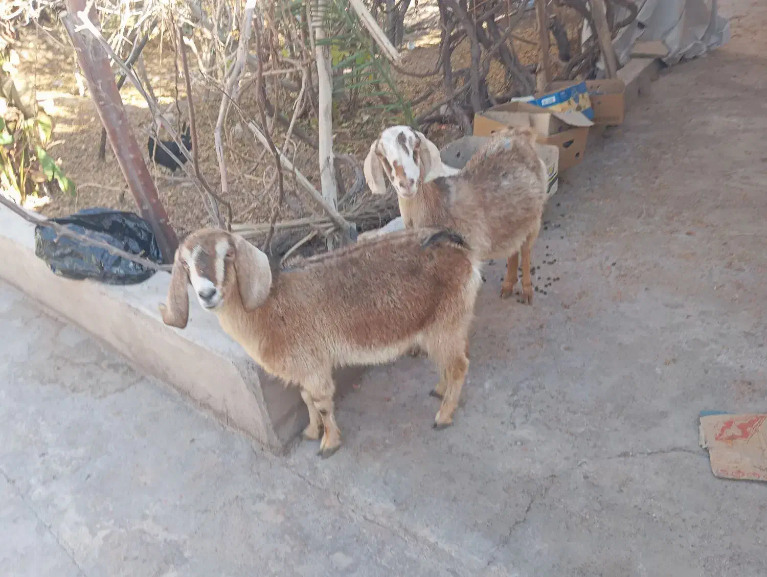 تعداد بز|حیوانات مزرعه|رفسنجان, |دیوار