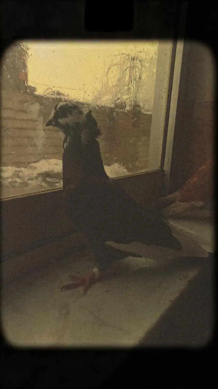 کبوتر پرشی|پرنده|سنگدوین, |دیوار