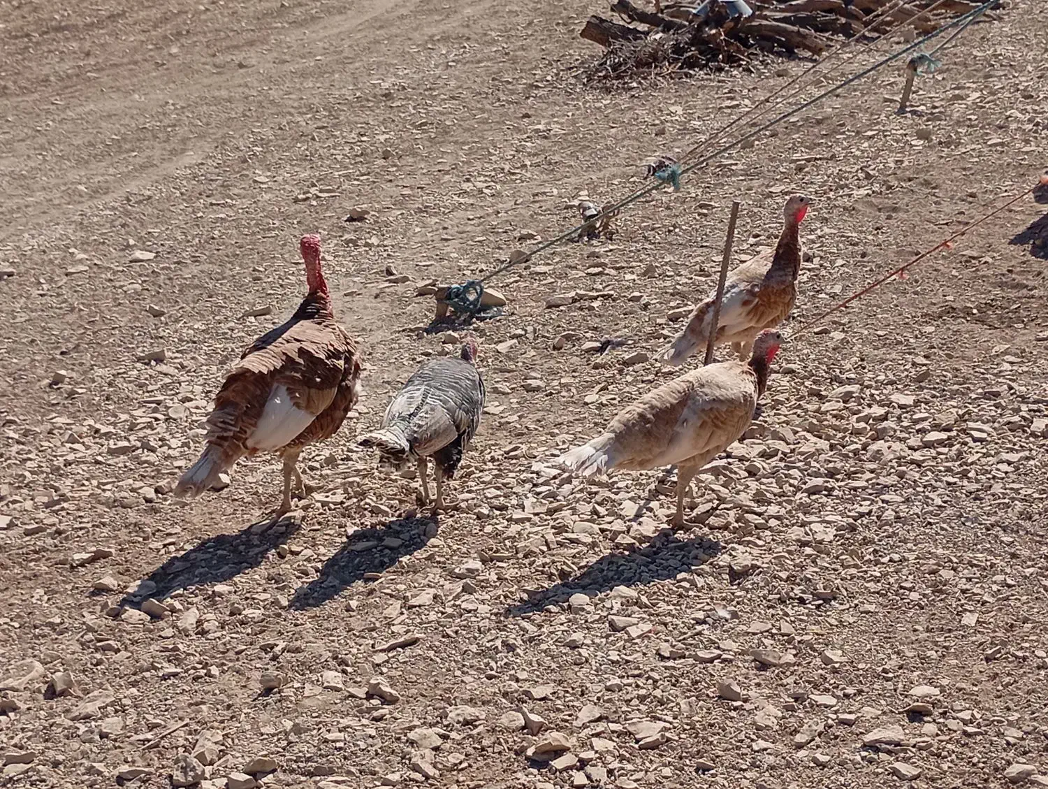 فروش ۴عدد بوقلمون|حیوانات مزرعه|سیوان, |دیوار