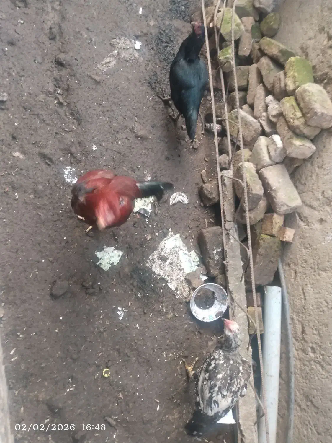 مرغ و خروس لاری|حیوانات مزرعه|نگین شهر, |دیوار