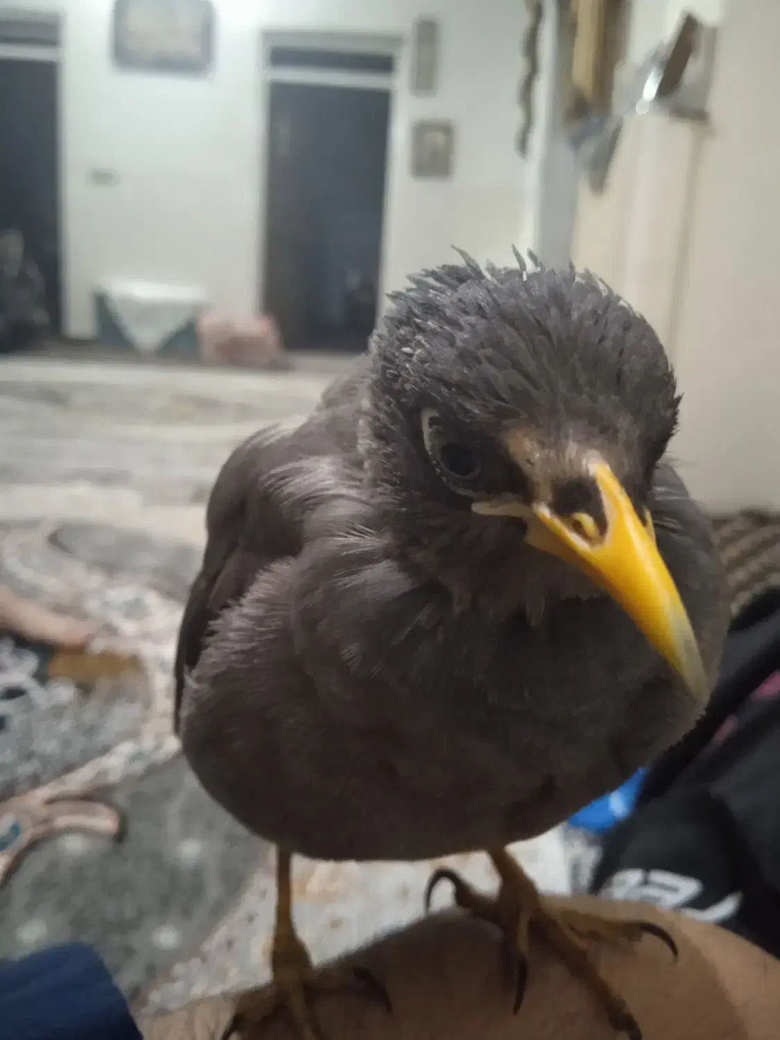 مینا جوان ۴ماهه با قفس چوبی|پرنده|کرمان, |دیوار