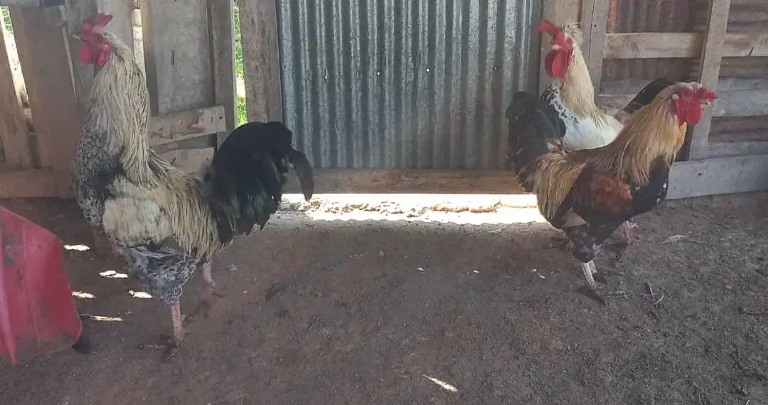 مرع وخروس بالغ ونیمچه|حیوانات مزرعه|رودسر, |دیوار