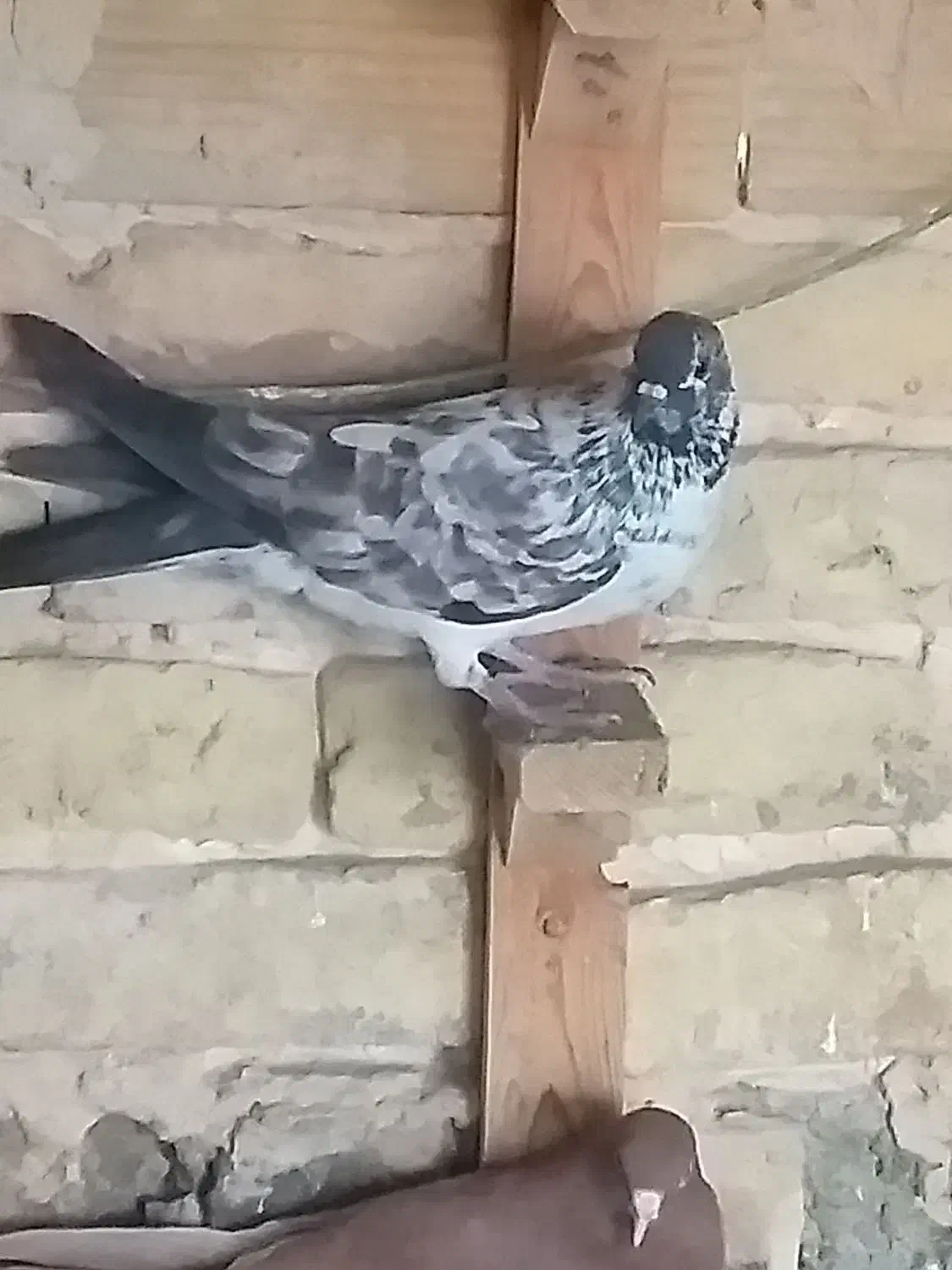 کفتر  یا کبوتر|پرنده|قرچک, مهدیه|دیوار