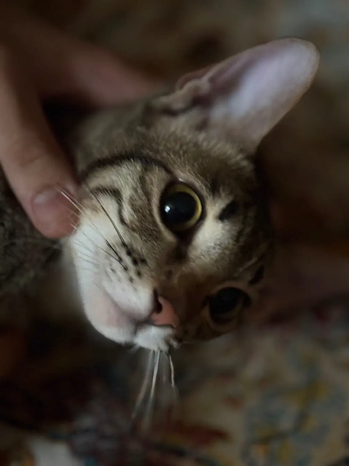 گربه نر ۶ماه|گربه|بندرعباس, |دیوار