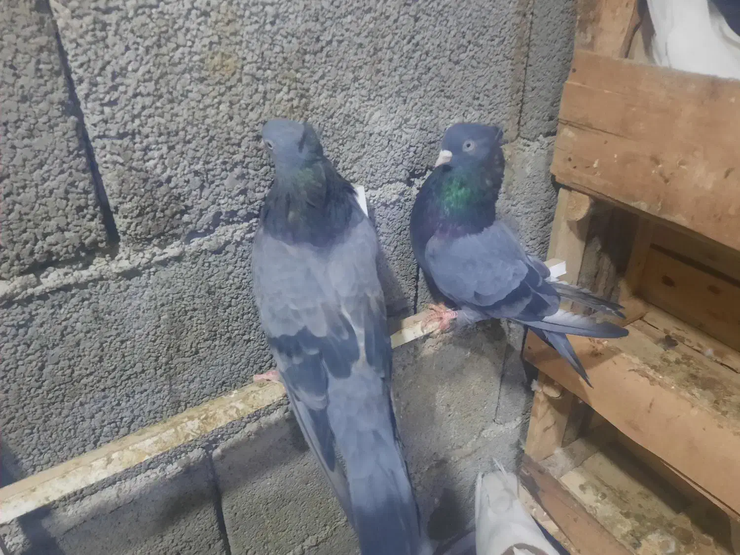 سبز دوخط آبادانی|پرنده|بندر ماهشهر, |دیوار