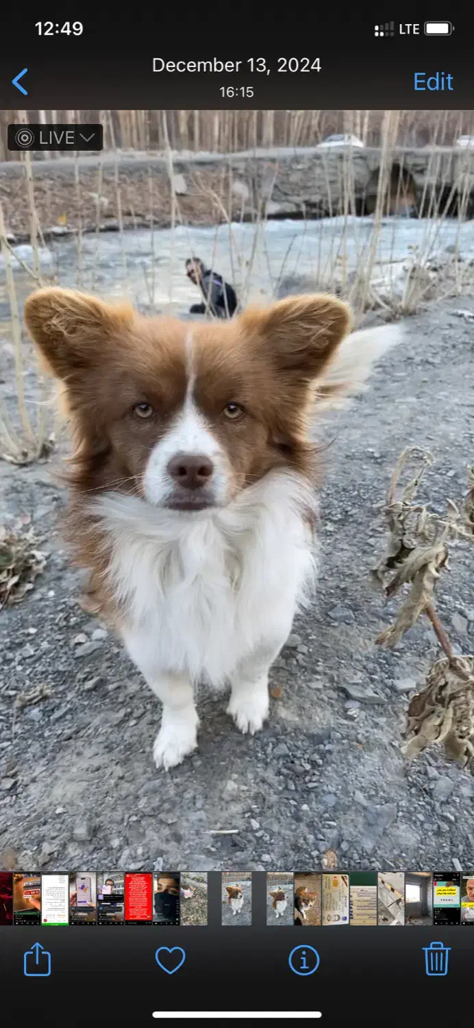 گمشده|حیوانات|گلپایگان, |دیوار