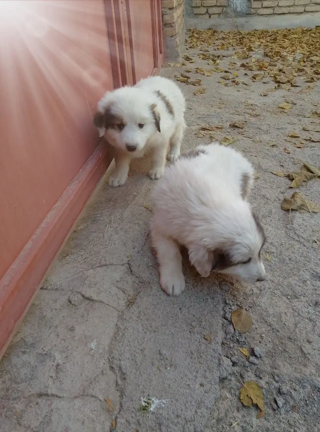 دو عدد توله نرقدرجانی|سگ|کرمانشاه, |دیوار