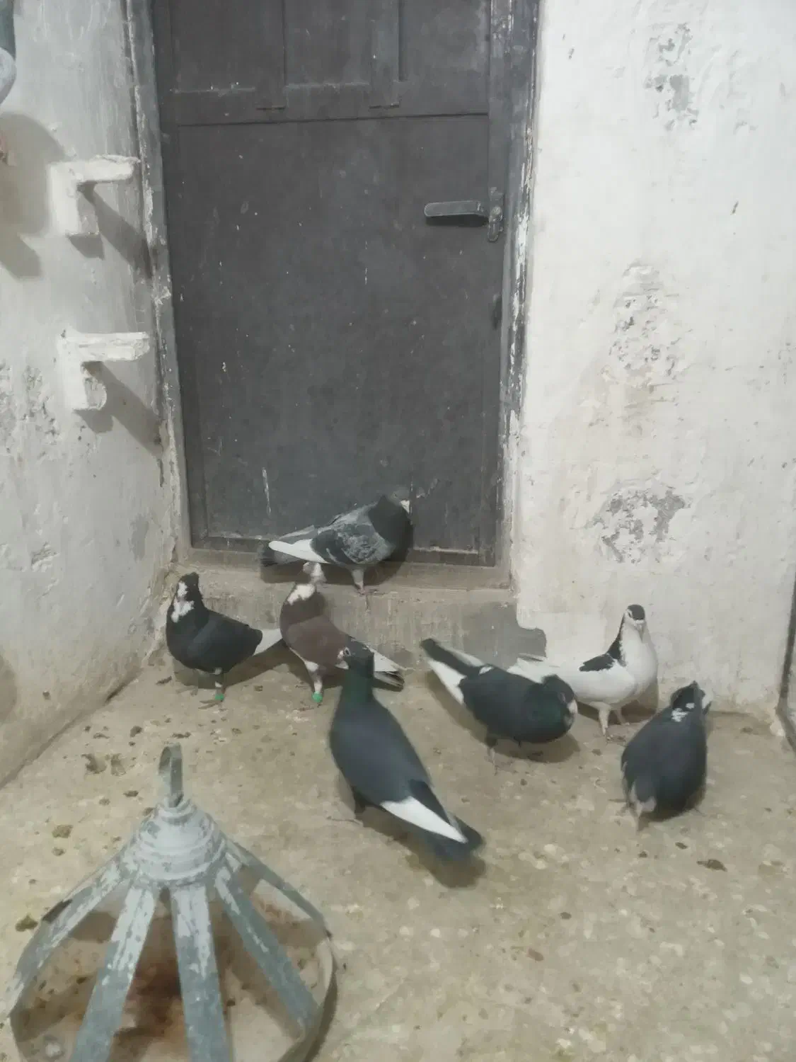 نر تبعیدی گردن کلفت زرند|پرنده|کرمان, |دیوار