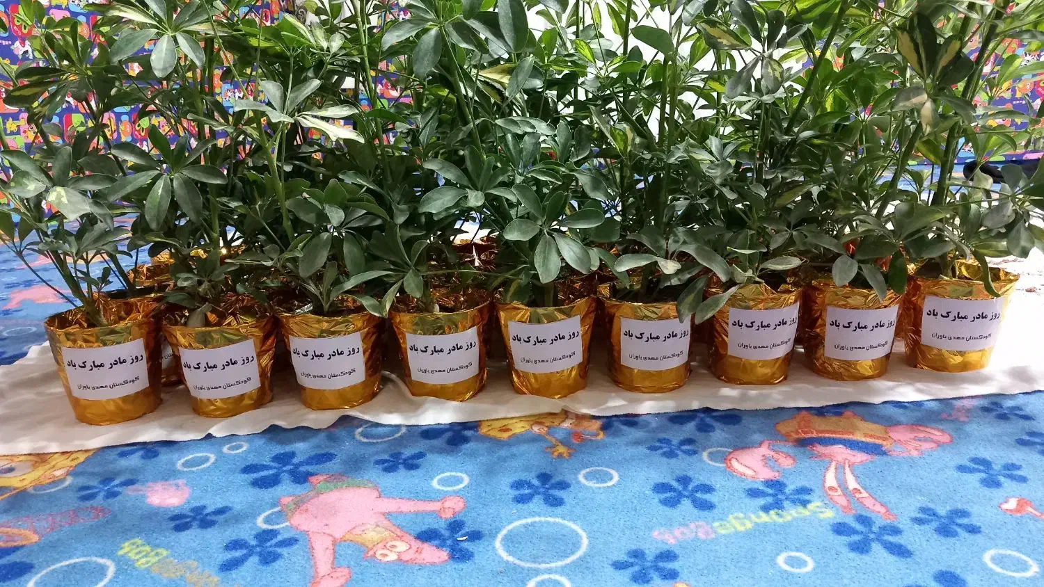 تولید وعرضه گل وگیاه|گل و گیاه طبیعی|زرند, |دیوار