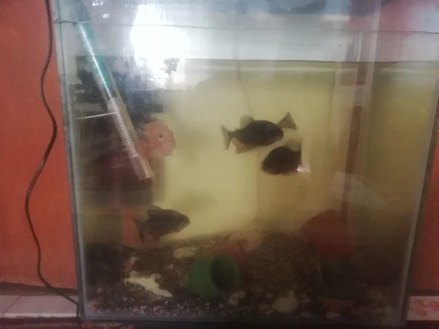 سرگرمی وفراغت|ماهی|ملایر, |دیوار