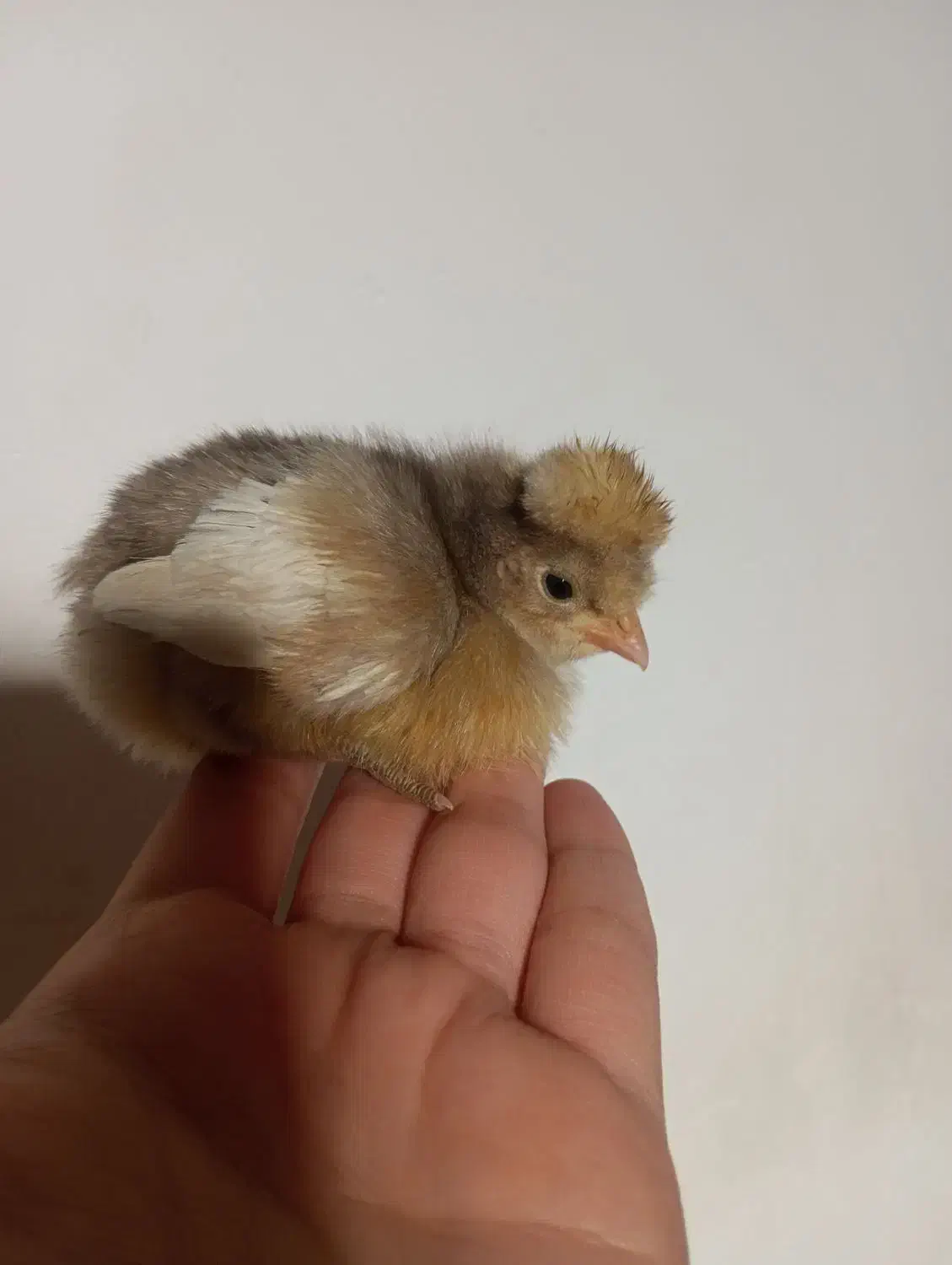 جوجه رنگی|حیوانات مزرعه|مشهد, پورسینا|دیوار