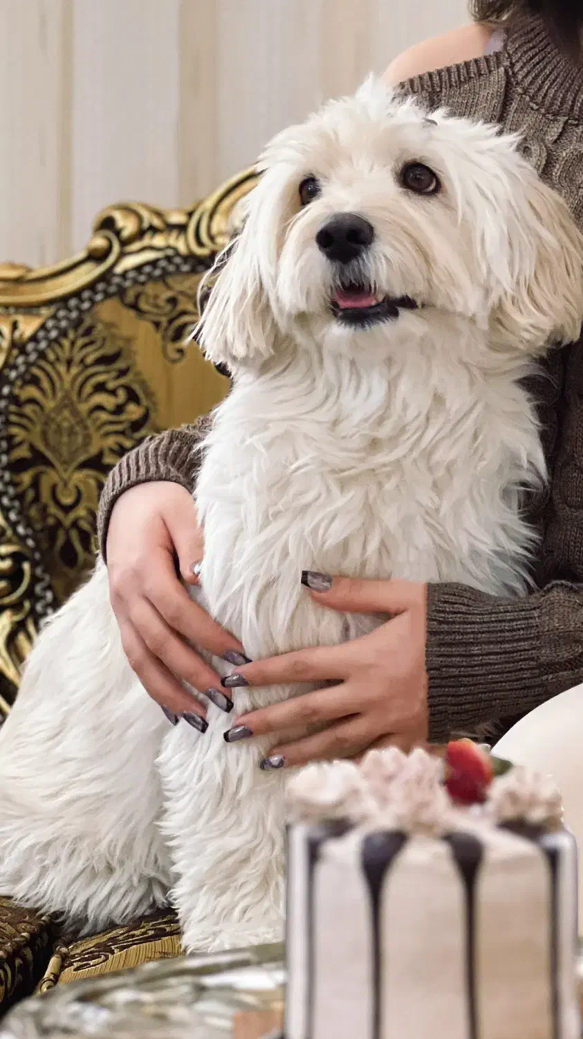 سگ گمشده یا دزدیده شده|حیوانات|قزوین, |دیوار